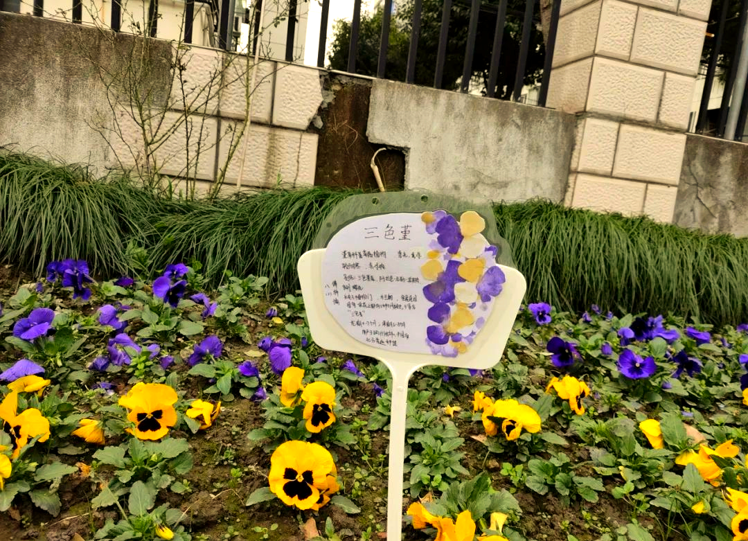 校园植物挂牌行动