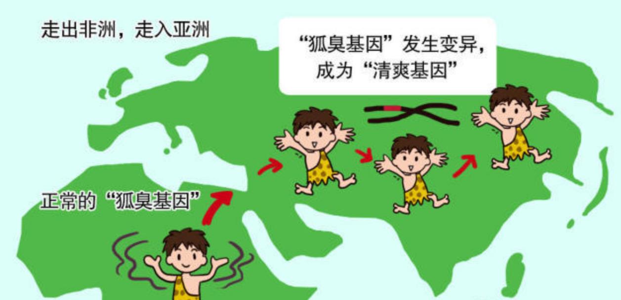 全身有"味"是主流,我们怎么没有体臭?突变获得"清爽基因"