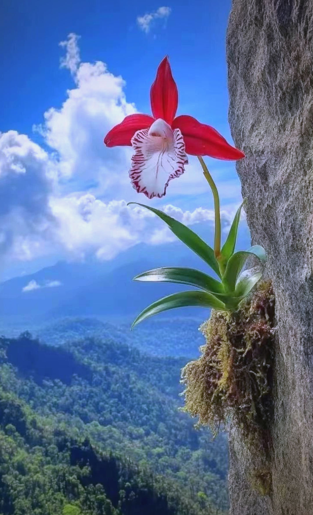 悬崖峭壁上的小花,顽强绽放,展现生命的无尽美与力量