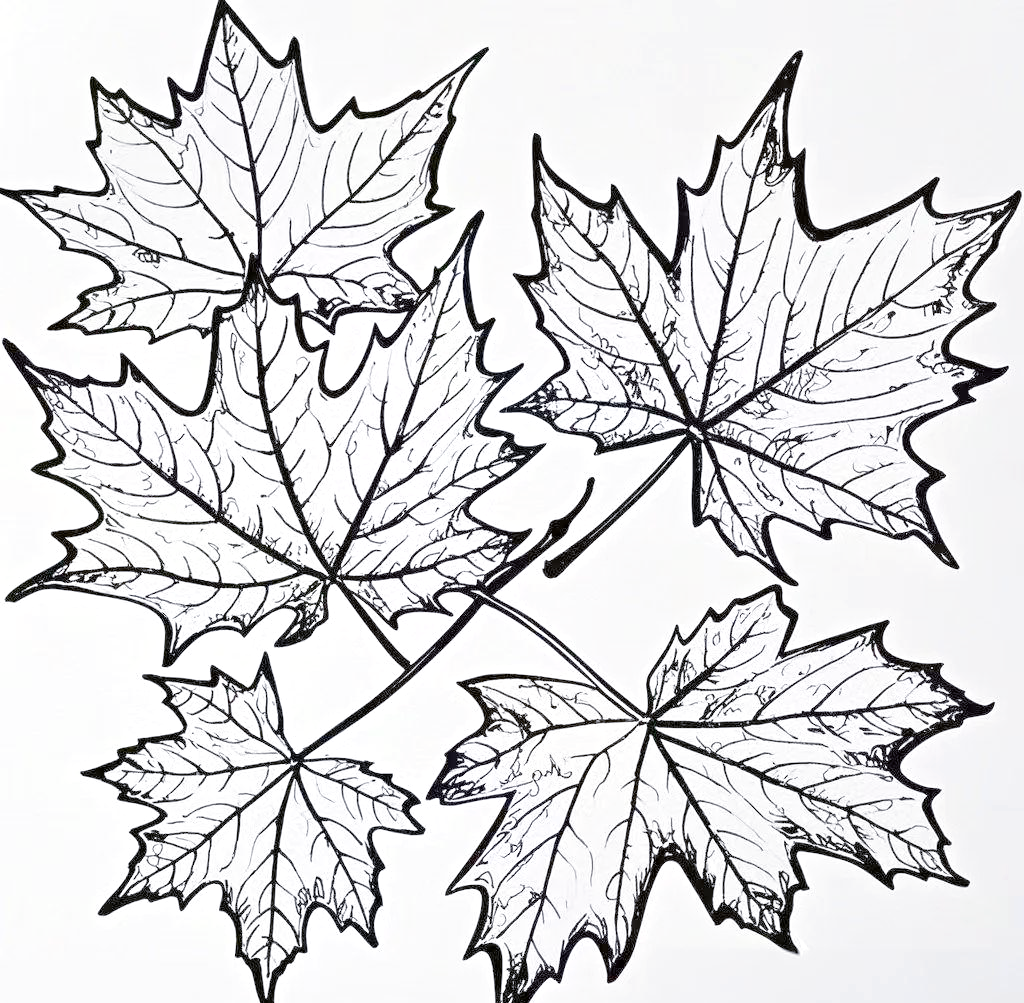 多种常见树叶的简笔画,线稿绘制及绘画技巧详解