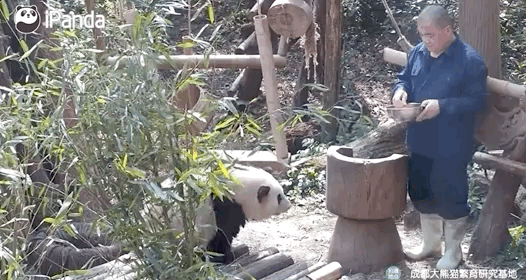 谭爷爷对大熊猫
