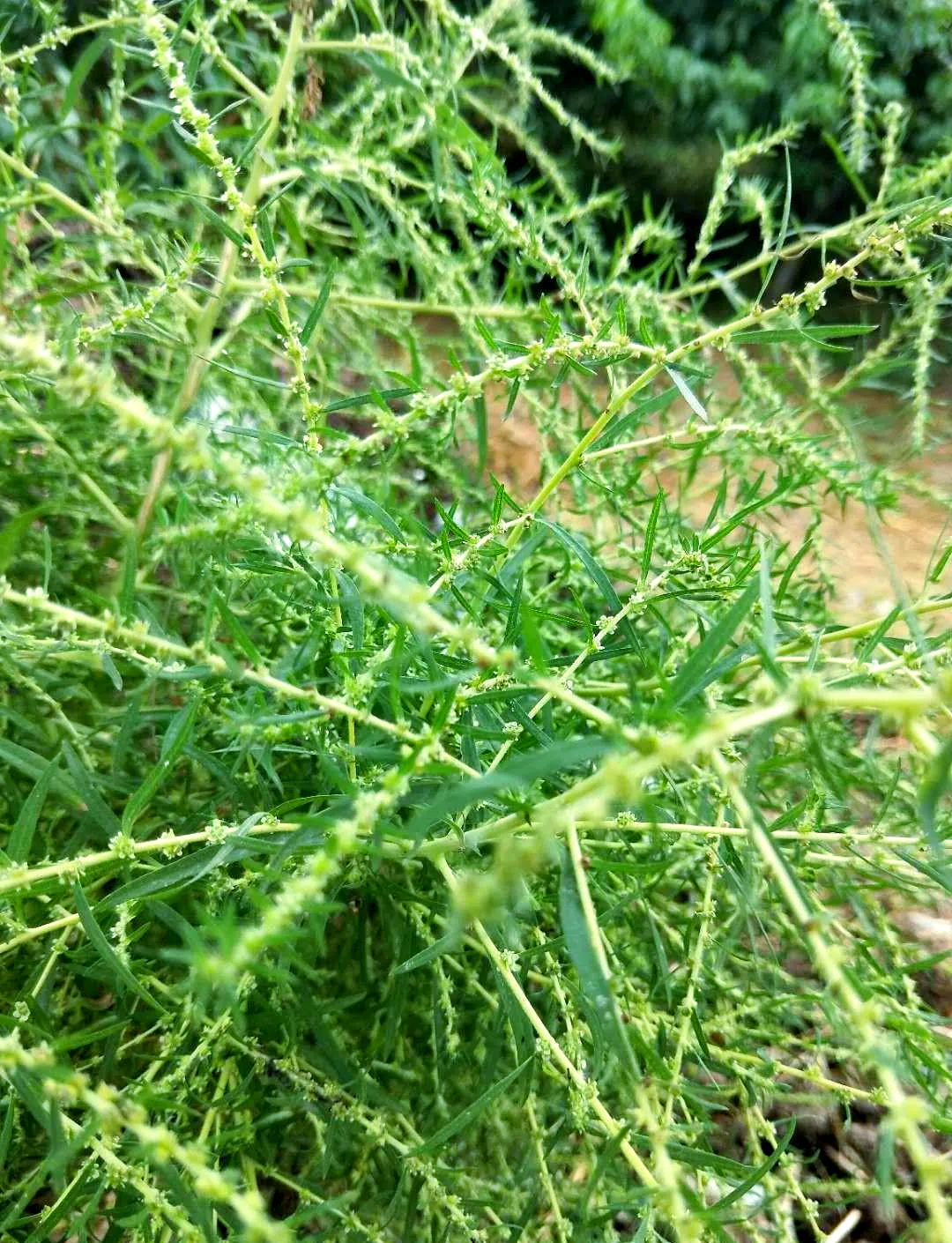 扫帚苗:一种被忽视的野菜宝藏