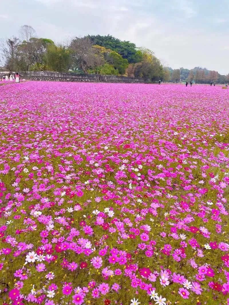 弹筝湖花海·羊驼小镇主题乐园今日盛大开园!