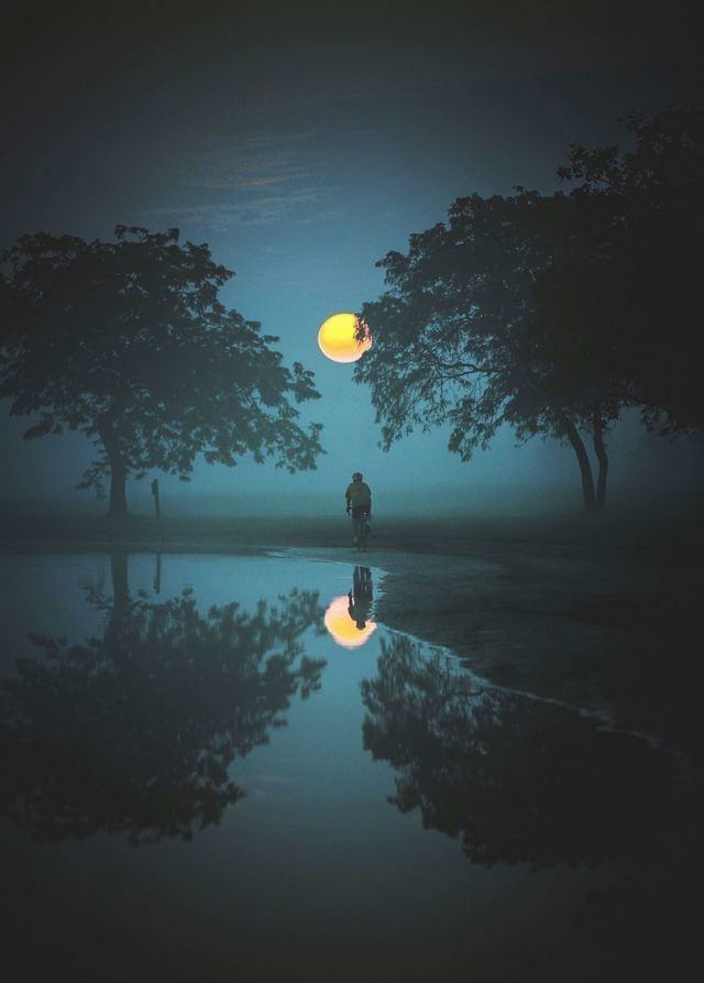 雨中梧桐:月是故乡明(副本)