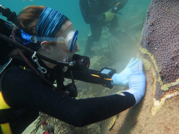 研究人员发现普通抗生素可以治疗珊瑚疾病 有效率达到95%