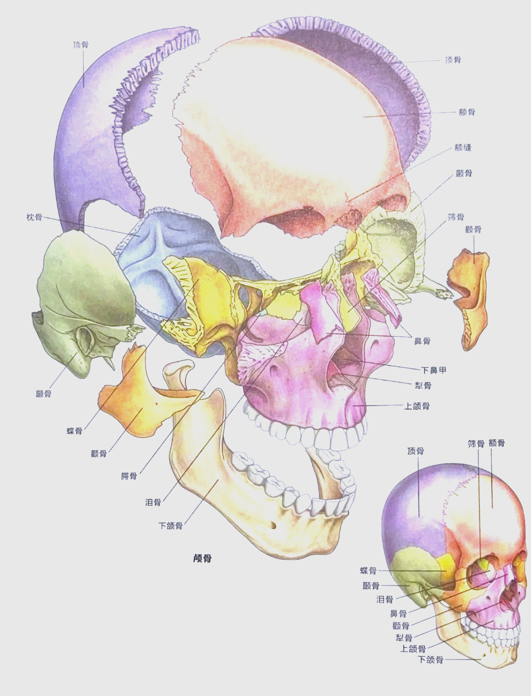 颅骨解剖与不对称运动学习,一文掌握关键要点!