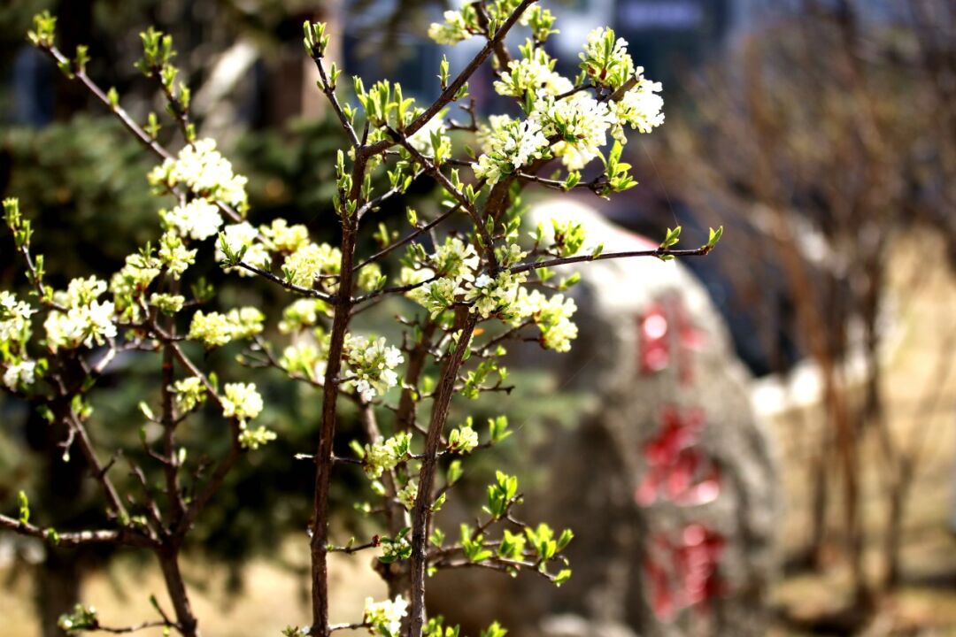 我在临洮想开了