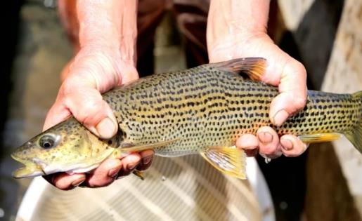 四川钓友金沙江钓获罕见花斑鲤鱼,形似狗鱼食肉,据传绝迹多年