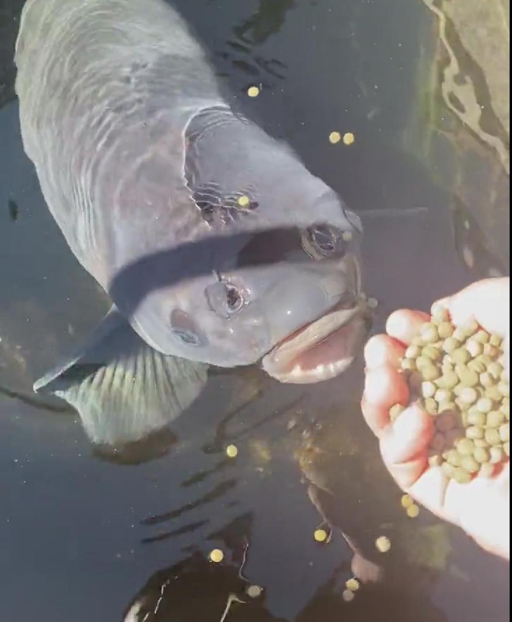 这是什么鱼,这大鼻孔我还以为是眼睛呢