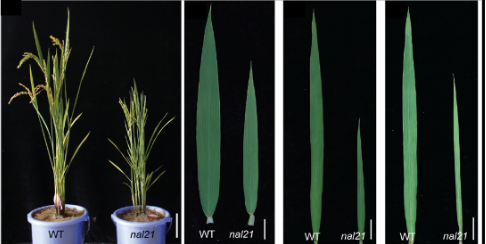 水稻叶片的宽度有何影响?科学家揭示水稻叶片宽度调控新机制
