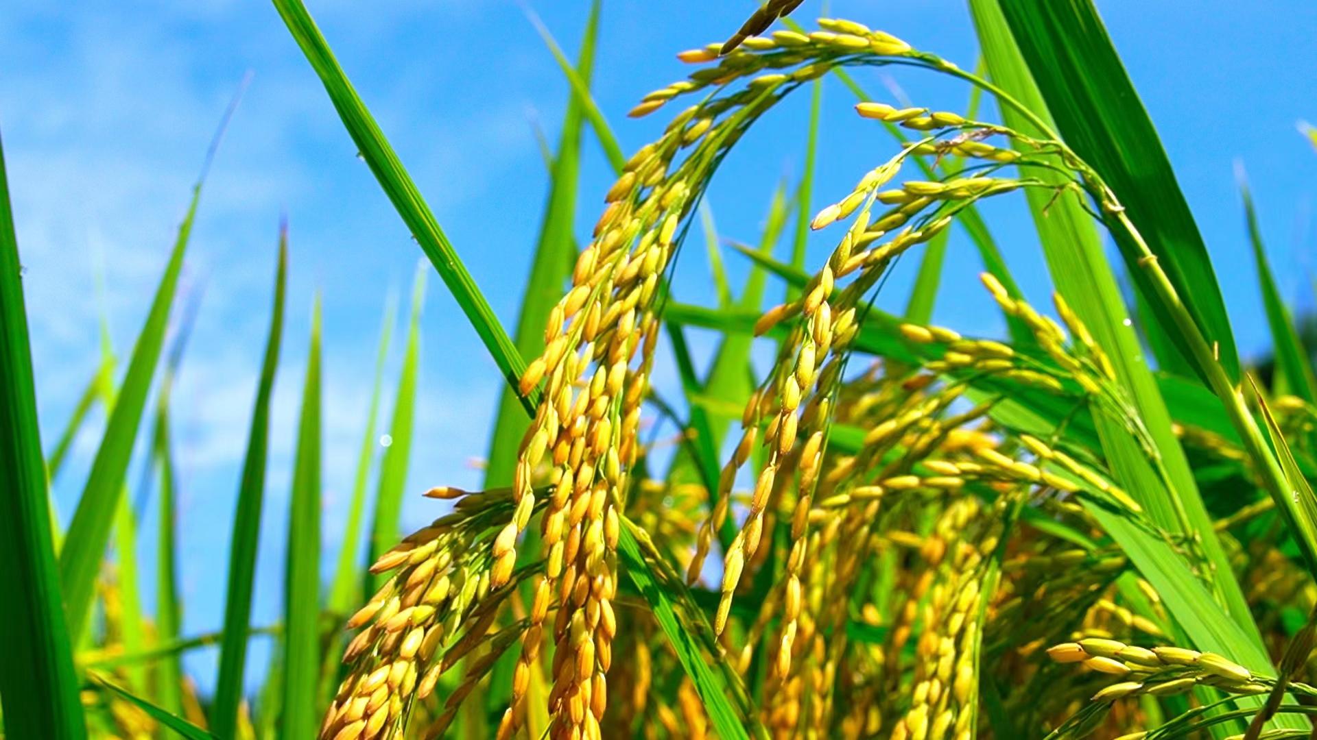 「视频」韶关新丰44863亩早稻收割已逾九成