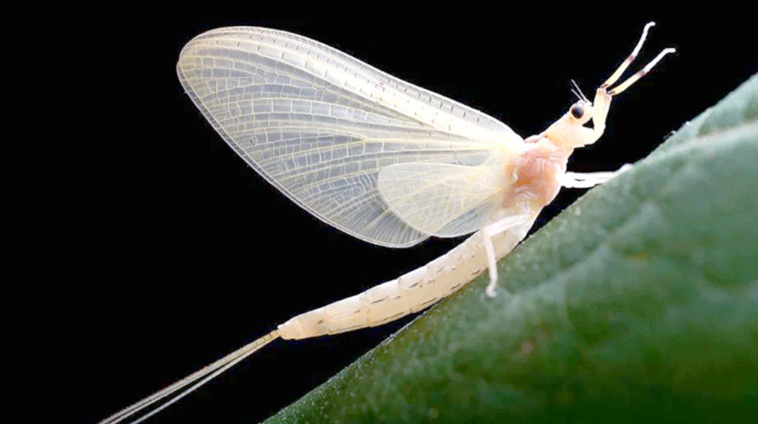 蜉蝣:生命短暂却繁衍不灭,成就自然界的奇迹