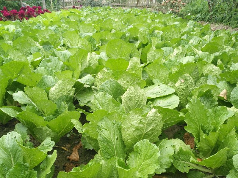 已知锐角α满足2sin^2α-5cosα 1=0,求角度a值