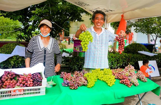 安徽淮北:段園鎮第八屆葡萄採摘節開幕