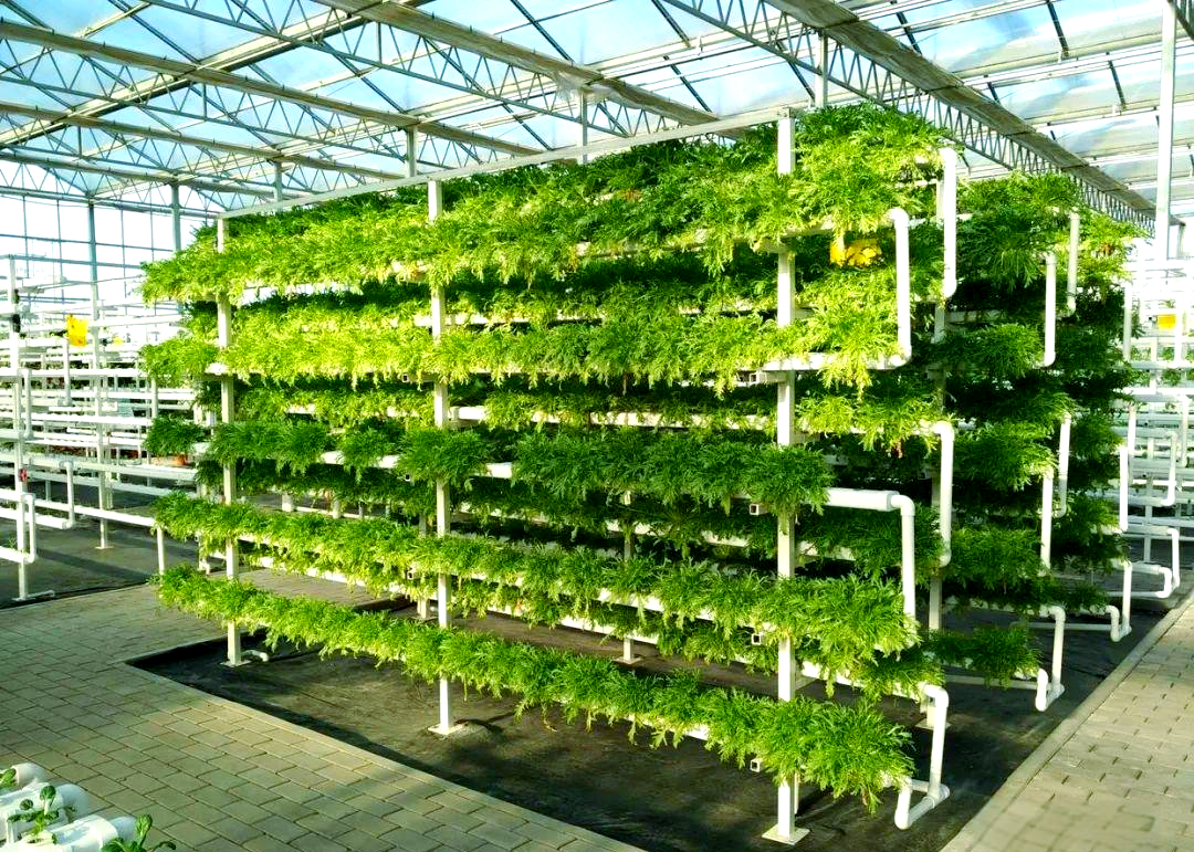 无土栽培:一种简单易行的有机蔬菜种植方法