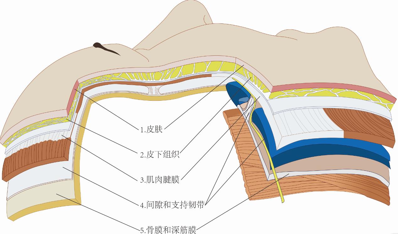 皮肤筋膜层次解剖图图片