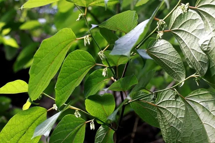 八角枫(选自作者原创《百花吟》)