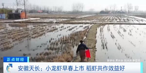 小龙虾虾苗批发价格查询大全