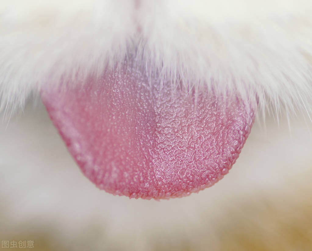《猫舌》砂纸一样的舌头你可仔细地观察过你们家猫咪的舌头么?