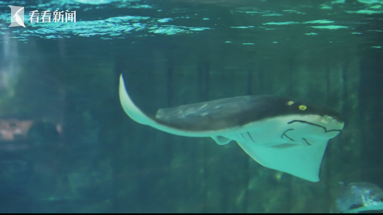 视频|国内首款智能软体仿生鱼问世 上海团队研发