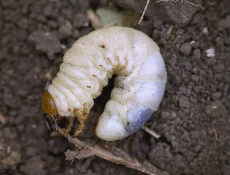 金龟子:昆虫界的传奇生物,一身"金甲"引人瞩目