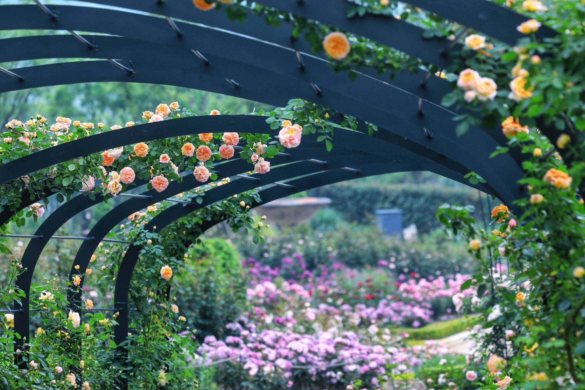 偶遇一万万朵月季的花园