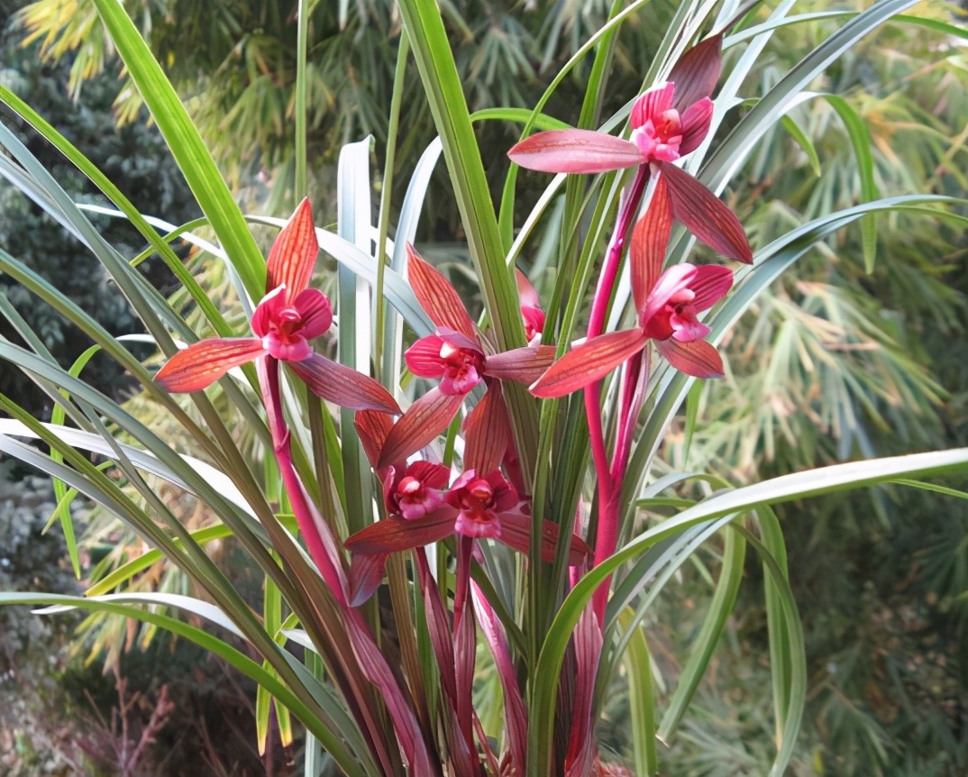 我国又一款顶级春兰走红,香气浓,花色艳,摆一盆很高雅