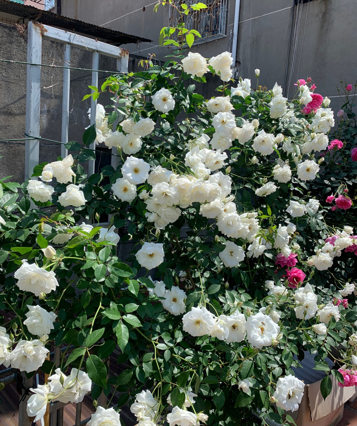阳台也能养的藤本月季—藤冰山,丰花勤花,能给你一面美丽花墙