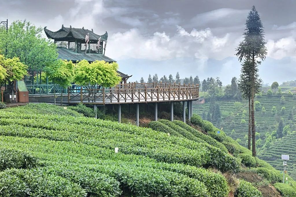 春光正当时第二十届蒙顶山茶文化旅游节3月27日开幕新闻发布会