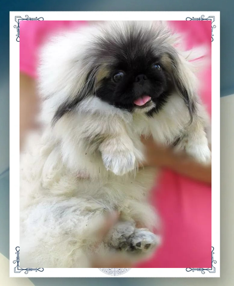 北京犬:护门神"麒麟"的传说与现实原型