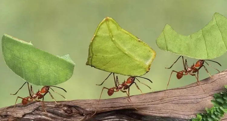蚂蚁运粮食的图片图片