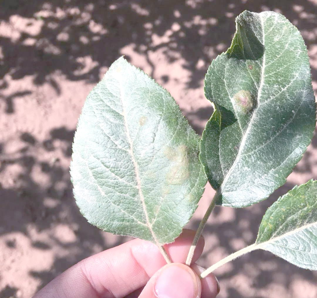苹果锈病的全面防治指南,值得一试!