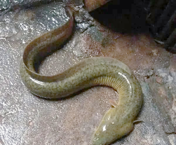 鳗鱼:生在淡水,长在深海,美味与争议并存的美食佳品