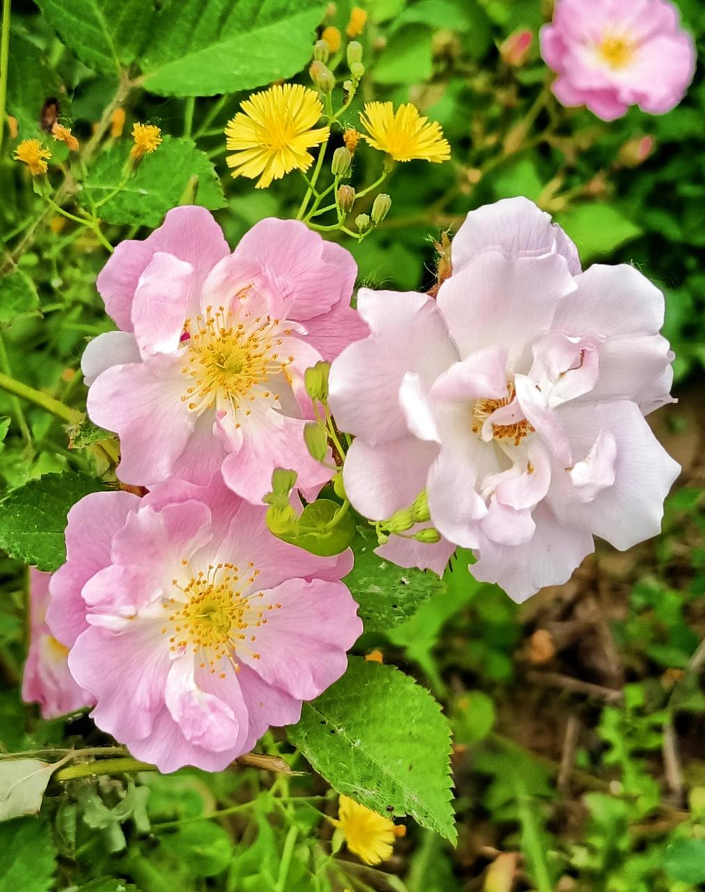 野生玫瑰花原生图片