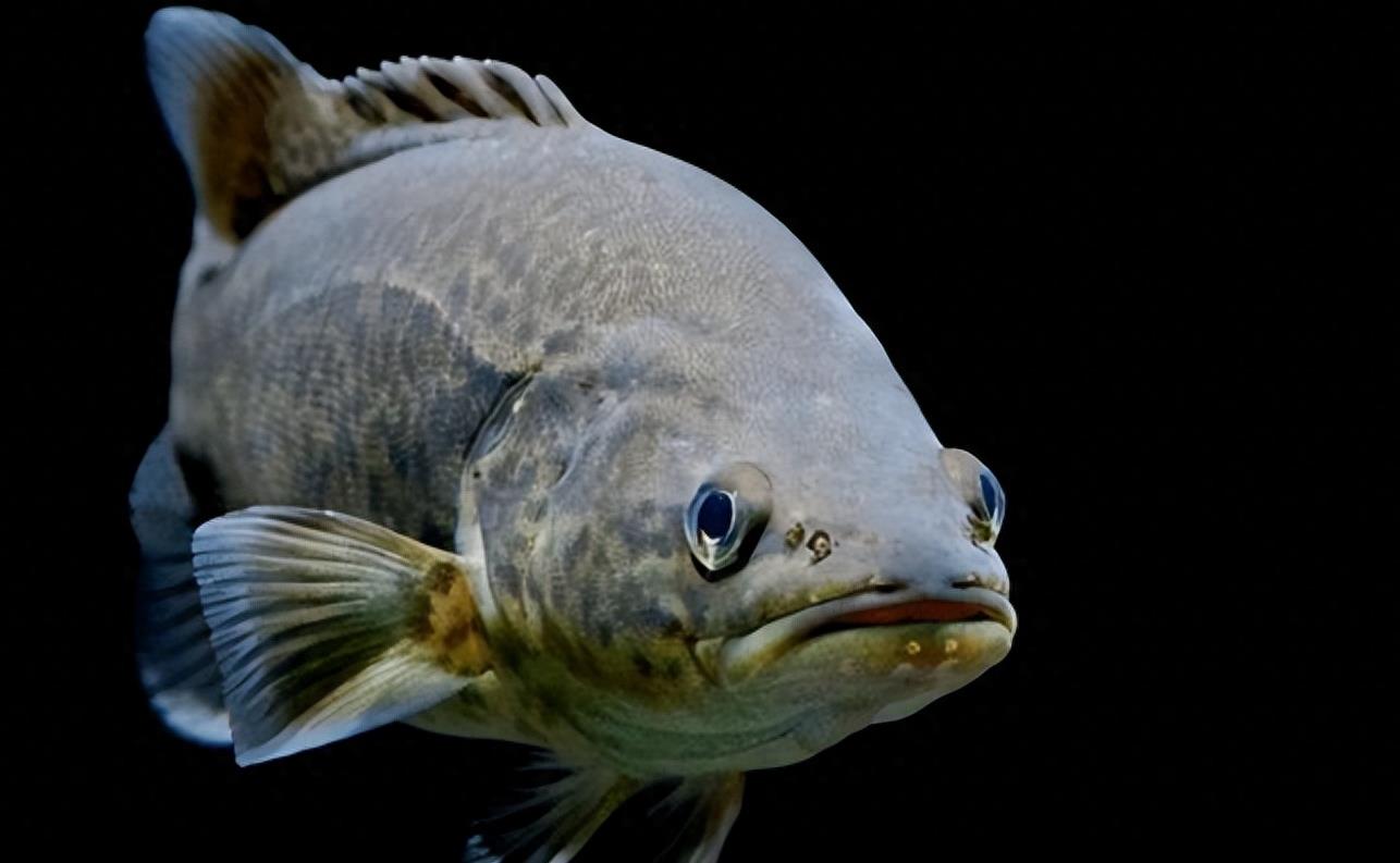 墨瑞鳕的生物学特性,与简单易懂,好操作的养殖技术