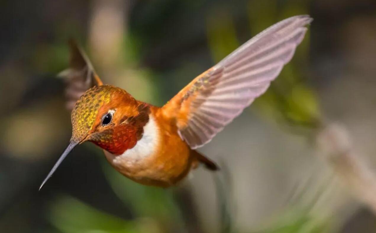 我国发现"新天牛"物种,约5厘米长,地球消失生物为何重现?