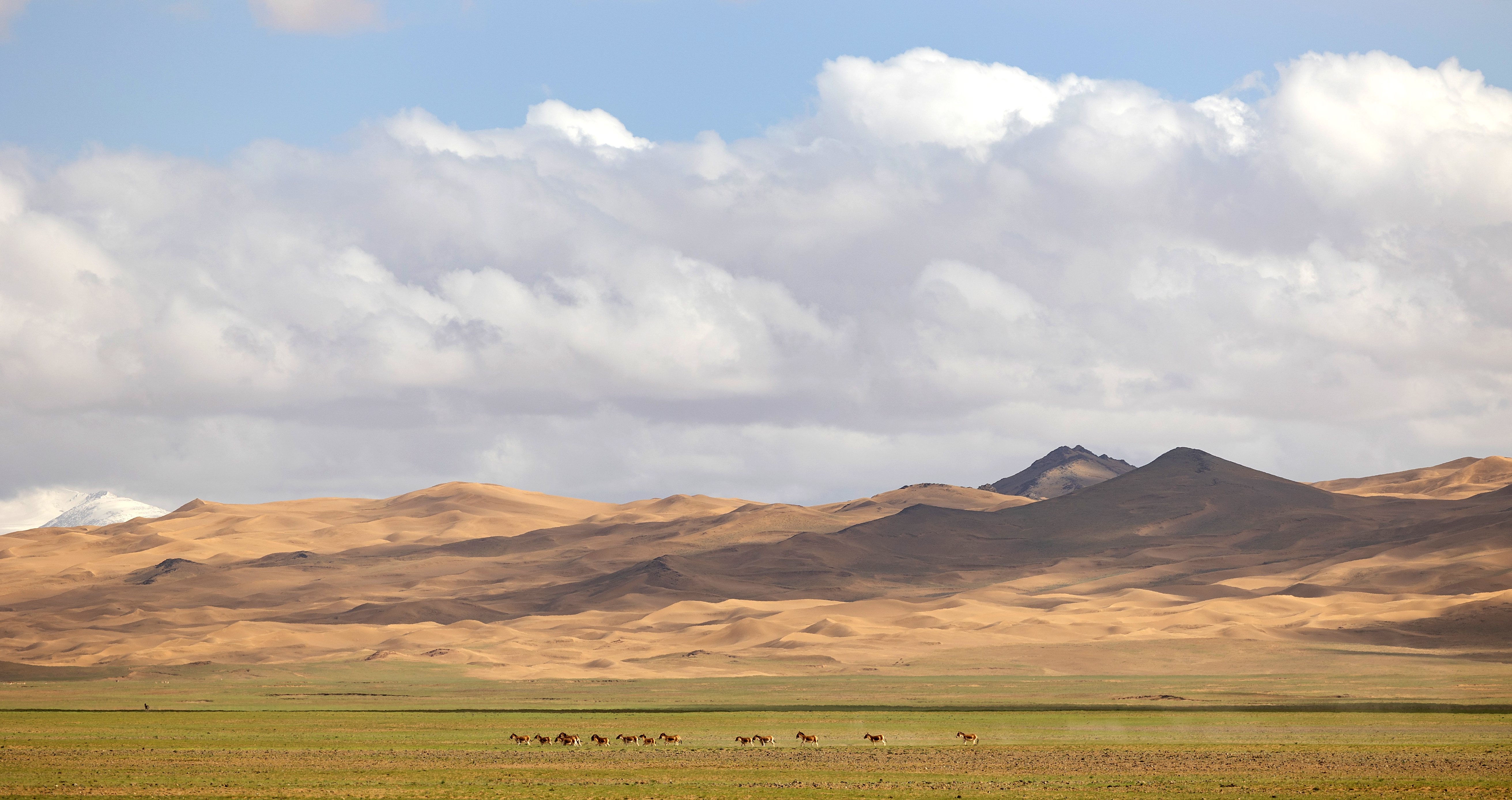 新华全媒 |野性之美——阿尔金山国家级自然保护区野生动物图鉴