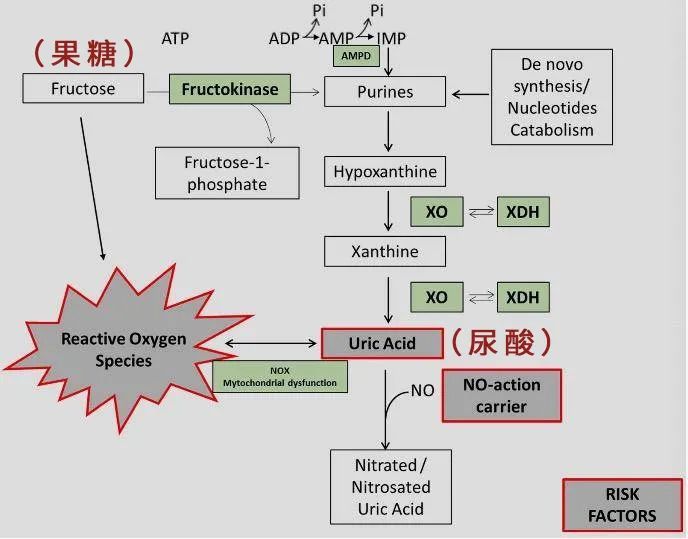 果糖代谢途径图片