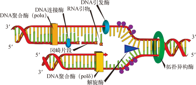 DNA复制图解图片