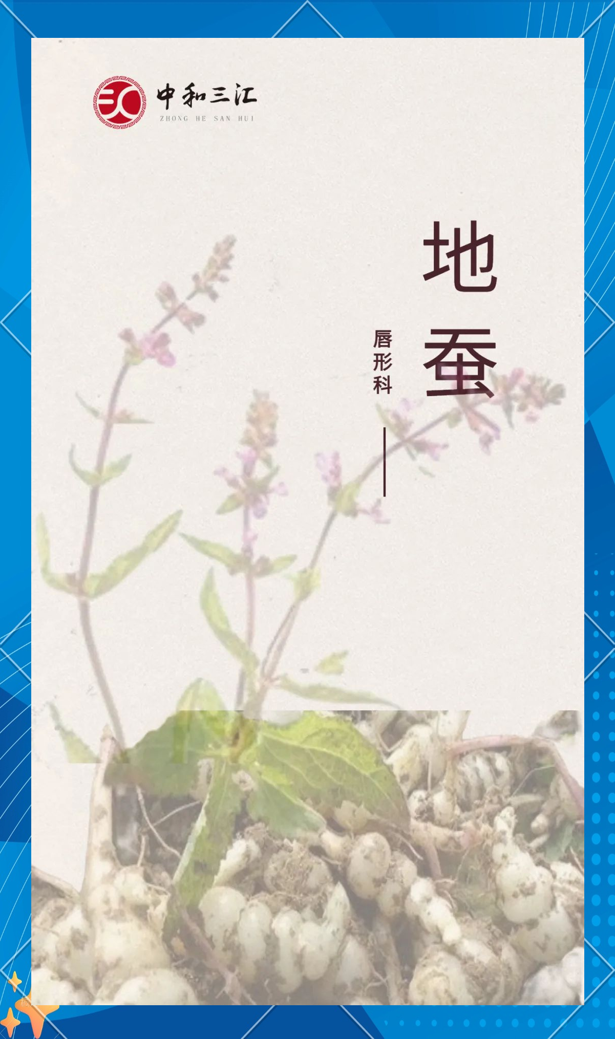 药食同源探秘:地蚕的多样药用与膳食养生之道