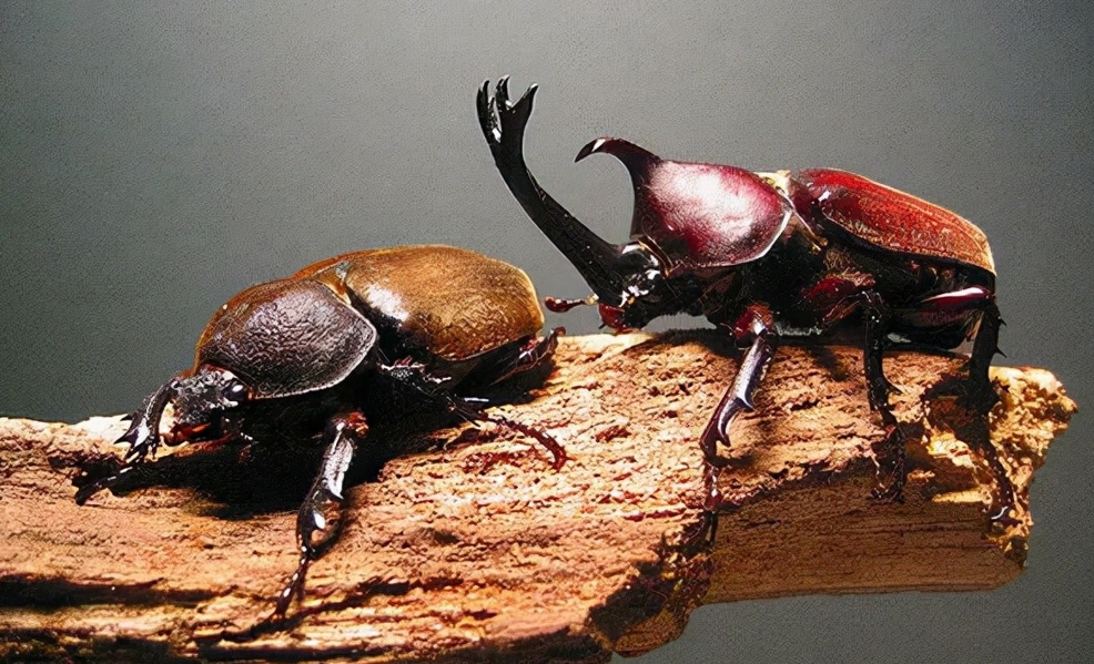 如何将昆虫牛角仙出口卖给日本昆虫爱好者?