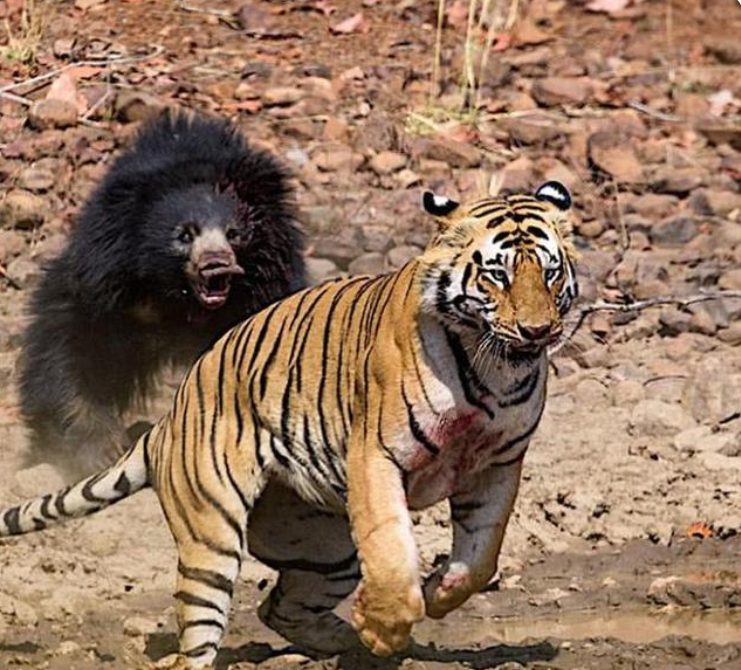 东北地区有东北虎吃熊,都是顶级掠食者,为什么老虎比熊强?