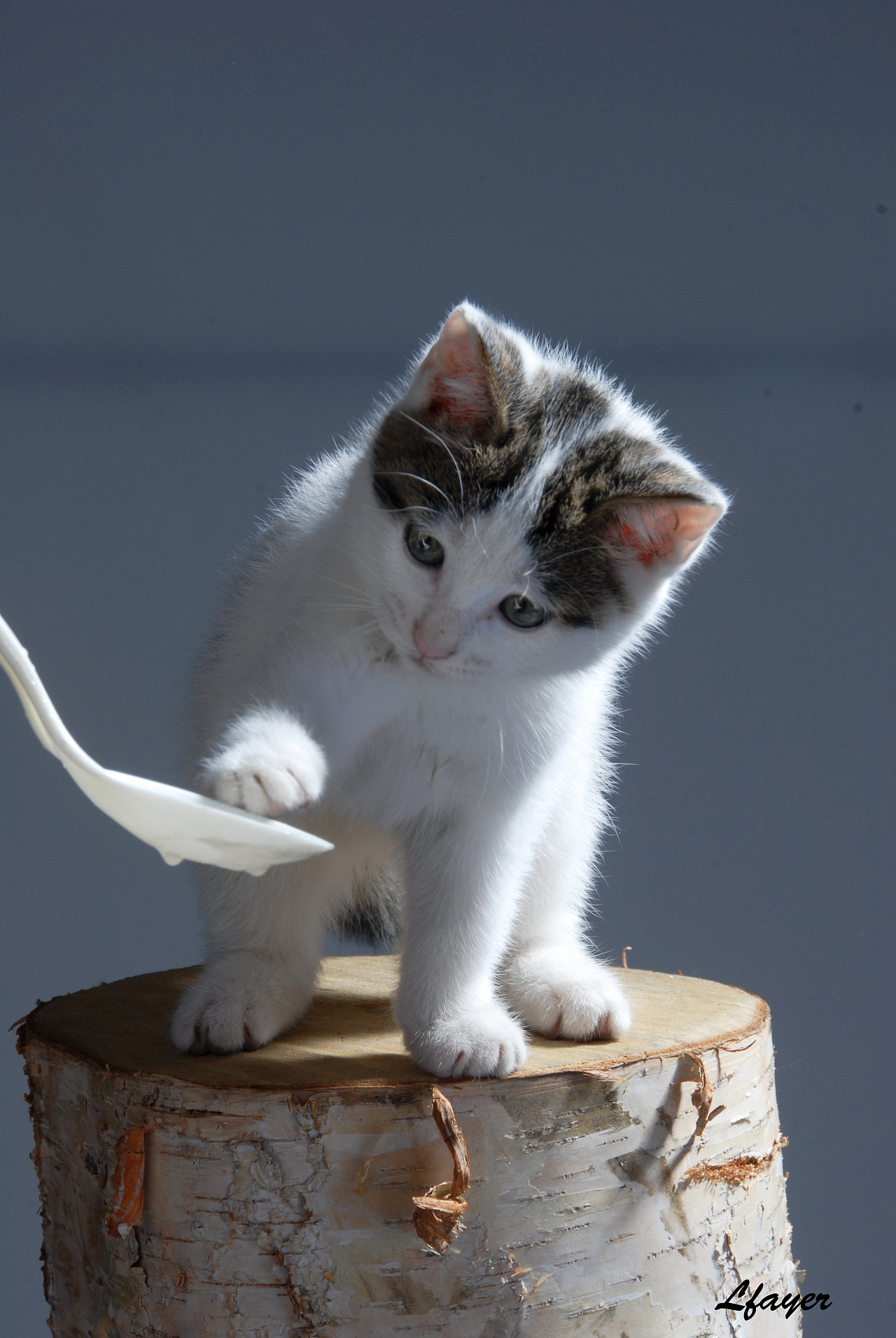 为什么说孤独的人喜欢养猫?