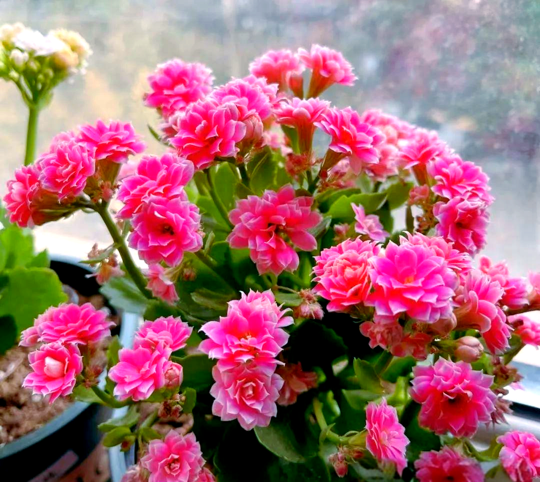 冬季室内养花攻略:10种耐阴植物推荐