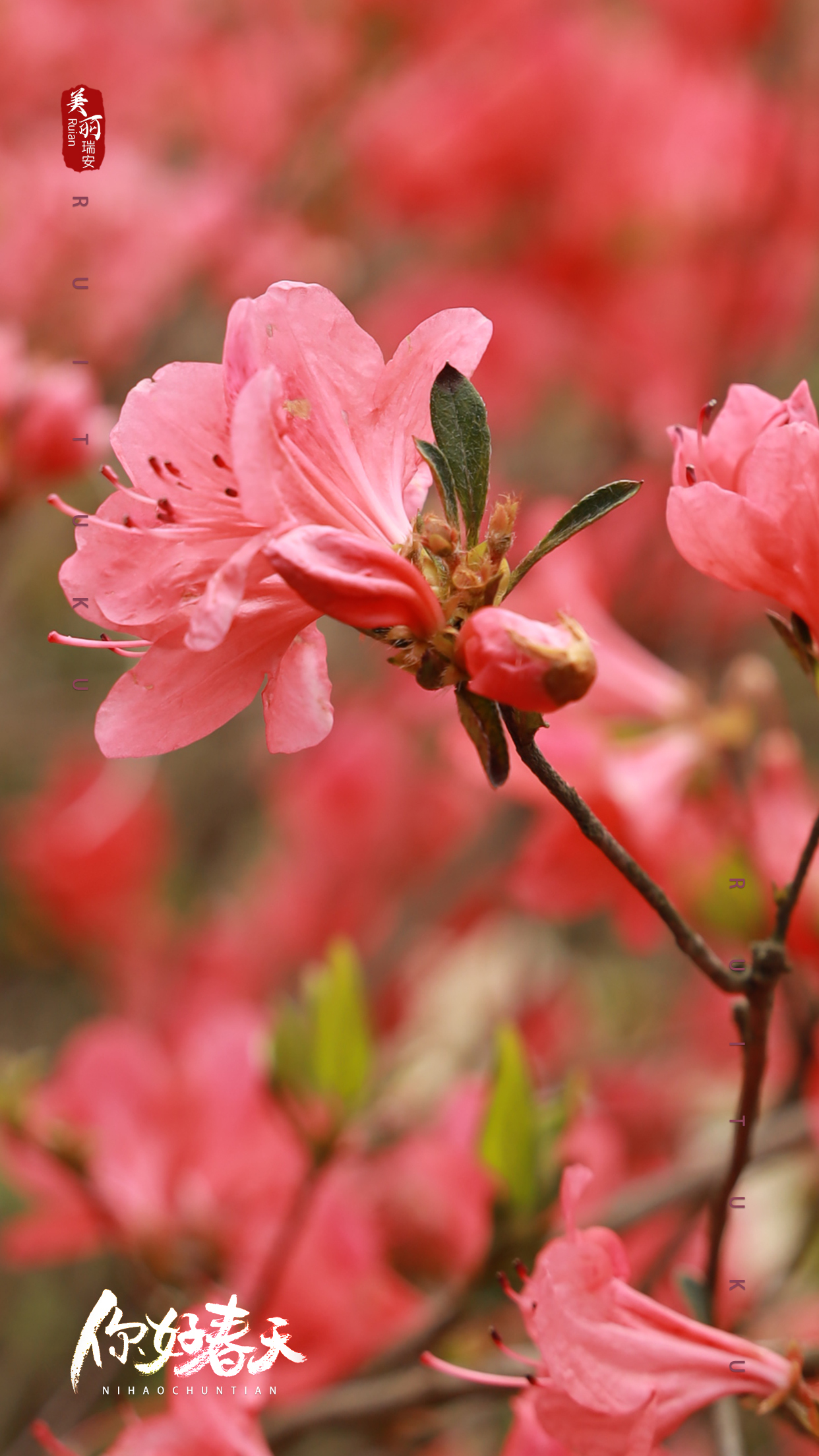 人间四月天|快来领取绝美的杜鹃花壁纸