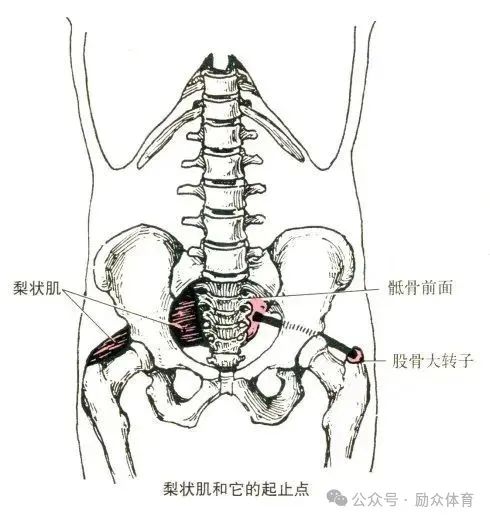 健身教练职业能力培训——运动解剖学知识点:肌肉起止