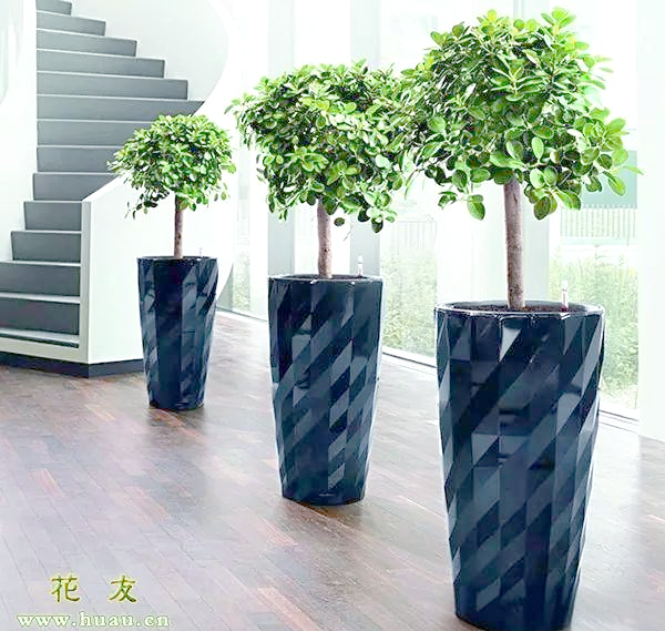 高深花盆适合种植哪些花卉?