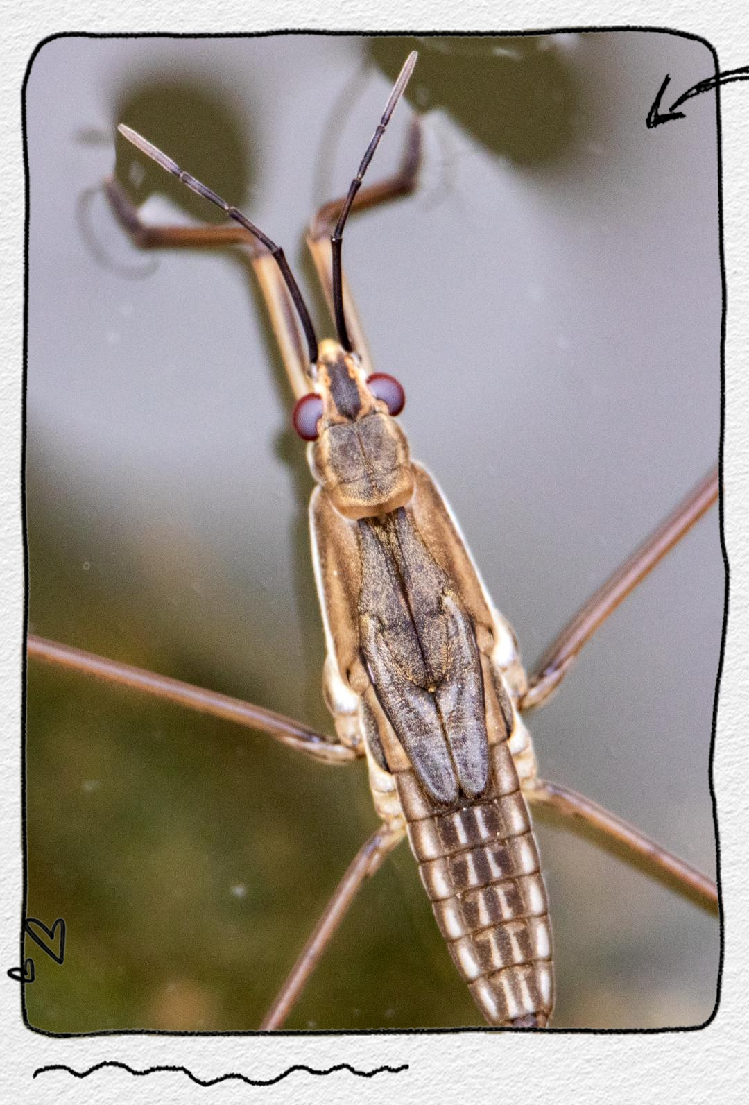 水黾:一种昆虫界的"水上漂",人畜无害却面临生存威胁
