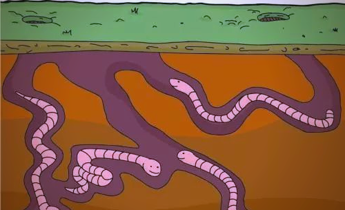 蚯蚓在土壤中的重要性及其缺失的影响