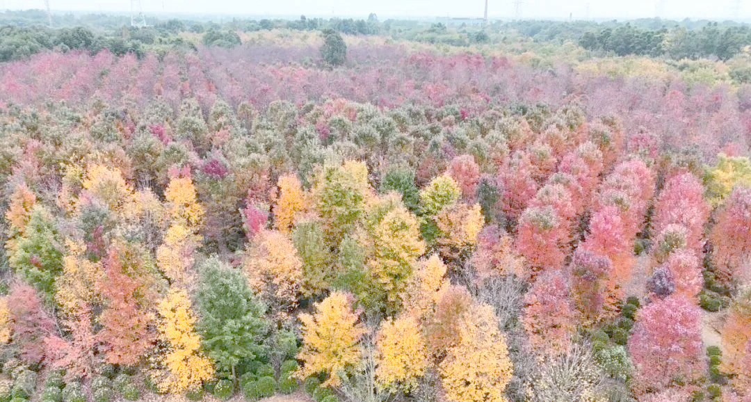 唐昌镇横山村的枫叶奇观与诗意美景